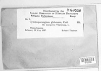 Gymnosporangium globosum image